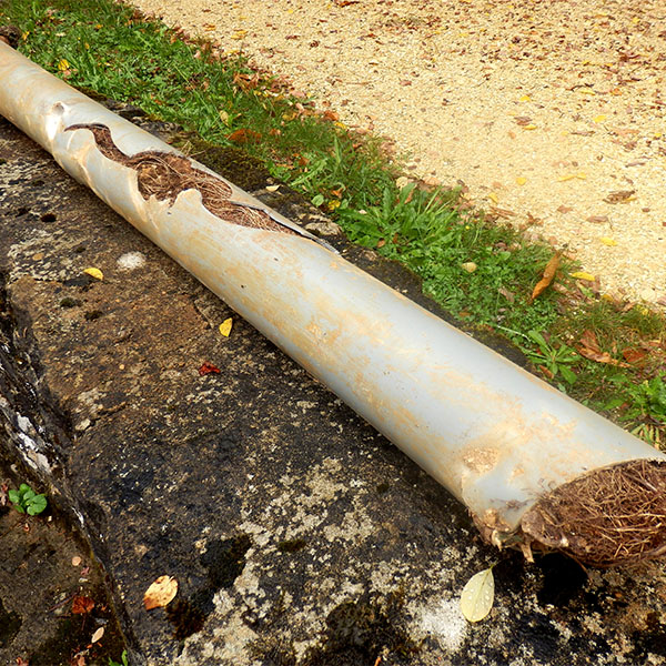 Tree Root Drain Removal